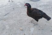 Aseel hens for sale.