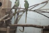 Raw parrots breader pair