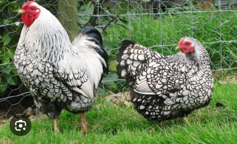 Silver laced wnydots chicks available