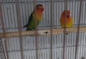 Lovebirds for sale