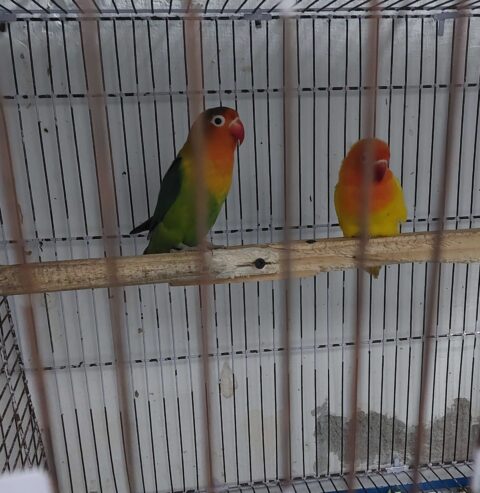 Lovebirds for sale