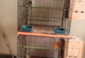 Lovebirds for sale full breader pairs with cage