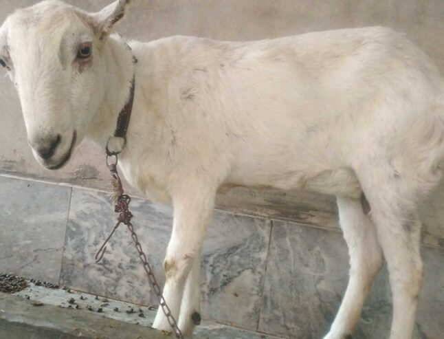 Barbri bakri for urgent sell