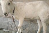 Barbri bakri for urgent sell