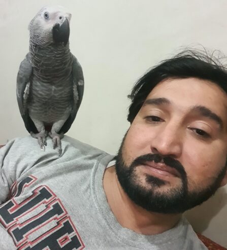 grey parrot taking parrot 🦜