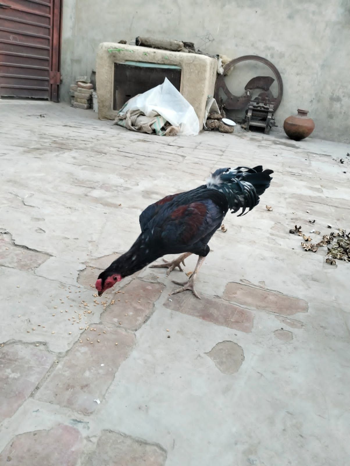 🥰 MashAllah 🗣 (Original) 🐓 pakistani blood line 💢Very Hight Quality pakistani Blood line 🧬Quality speak its self 🌐 location dharawala 🚒 cargo Available 🔊 call and WhatsApp massage 💲 9000 📞 03258502445