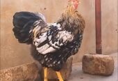 Fancy Rooster available