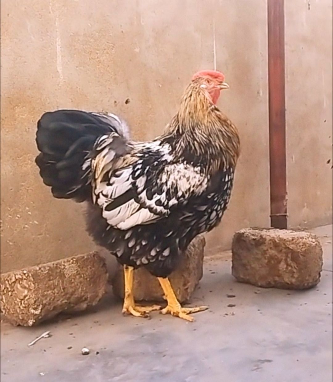 Silver Lace Red Wyandotte Rooster