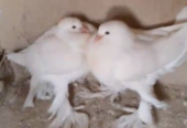 White pamorian 0 Kali chicks pair for sale