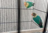 Lovebirds parblue fisheri