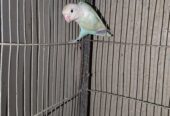 Blue pastel spit ino fertile male 2 year