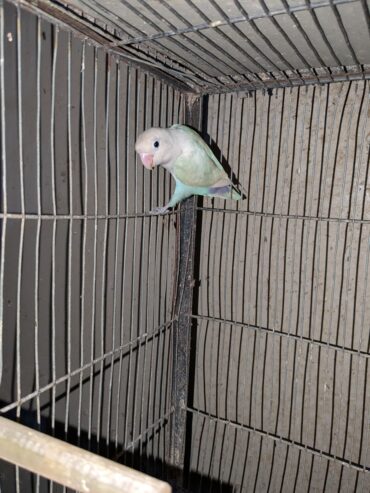 Blue pastel spit ino fertile male 2 year