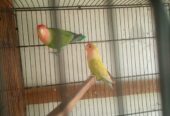 Lotion and colour love birds breeder pair for sale