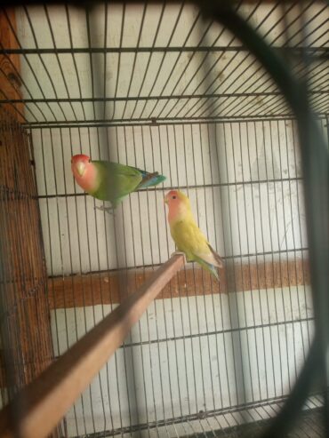 Lotion and colour love birds breeder pair for sale