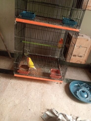 Lovebirds pairs for sale full breader pairs with cage and box