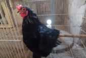 Fancy Rooster available