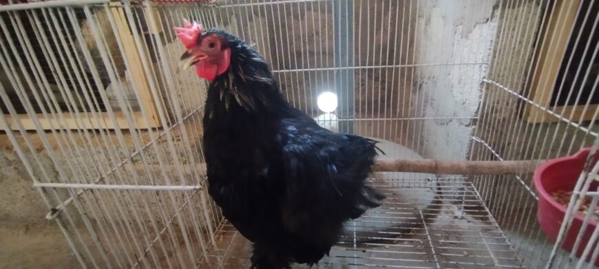 Fancy Rooster available