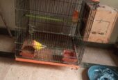 Lovebirds pairs for sale full breader pairs with cage