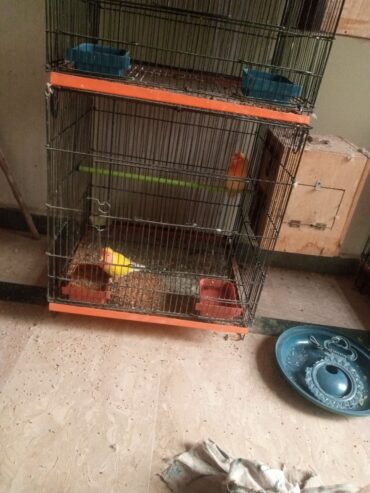 Lovebirds pairs for sale full breader pairs with cage