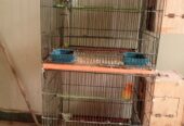 Lovebirds for sale full breader pairs with cage