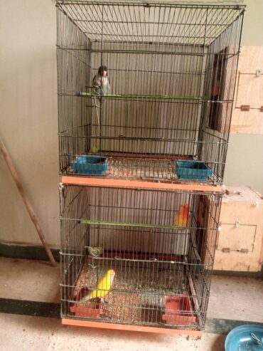 Lovebirds for sale full breader pairs with cage