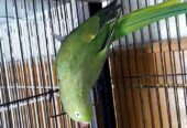 Ringneck breeder female