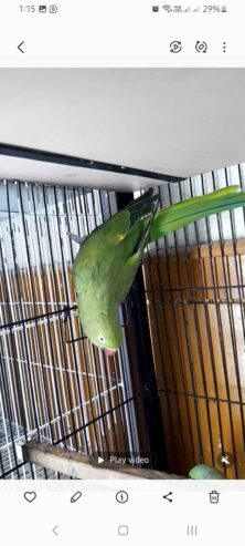 Ringneck breeder female