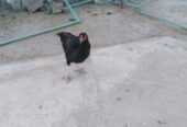 Aseel hens for sale.