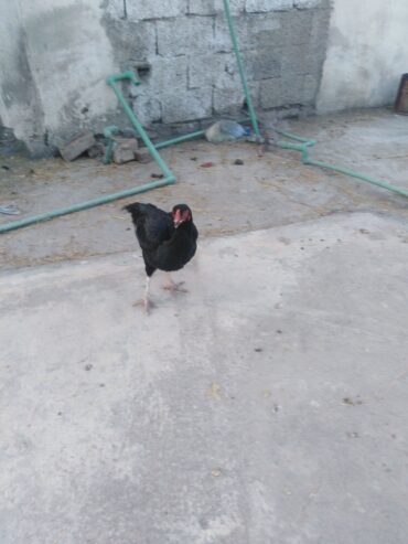 Aseel hens for sale.