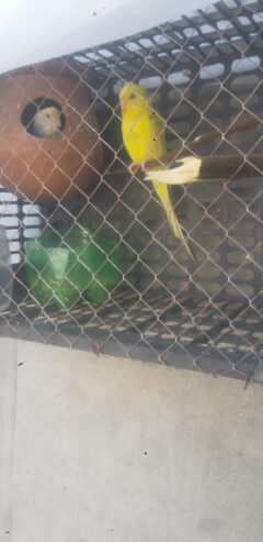 Budgies Parrots