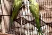 Green Ringneck Pair