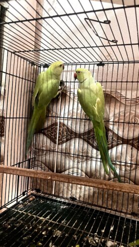 Green Ringneck Pair