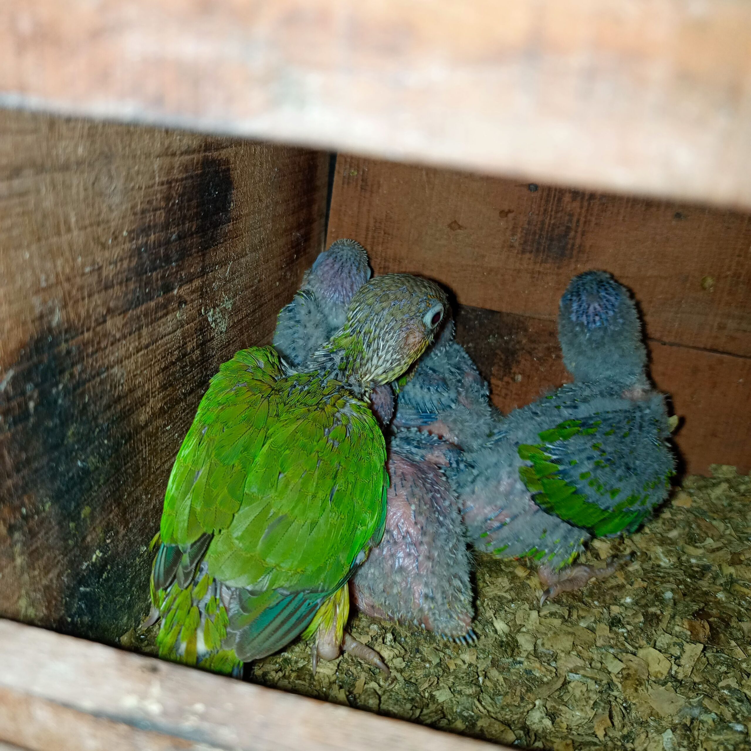 Painapple conure red factor