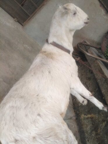 Barbri bakri for urgent sell