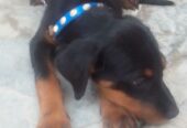 Rotwiller female 3 month ki