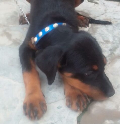 Rotwiller female 3 month ki