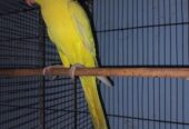 Yellow RingNeck Patha