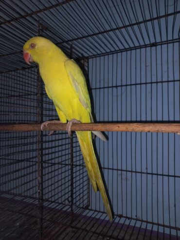 Yellow RingNeck Patha