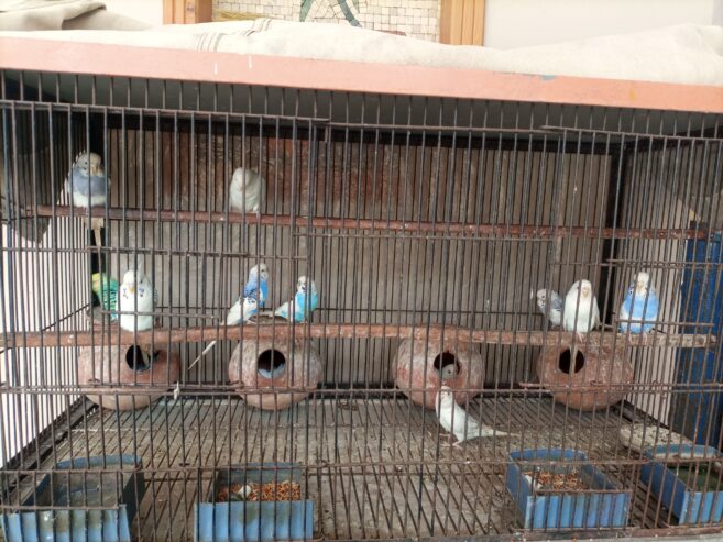 Whole cage with birds