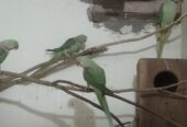 Raw parrots breader pair