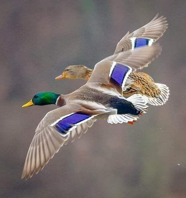 Malad ducks