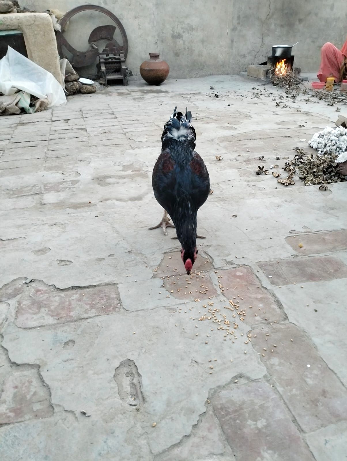 🥰 MashAllah 🗣 (Original) 🐓 pakistani blood line 💢Very Hight Quality pakistani Blood line 🧬Quality speak its self 🌐 location dharawala 🚒 cargo Available 🔊 call and WhatsApp massage 💲 9000 📞 03258502445