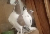 Fancy Pigeons