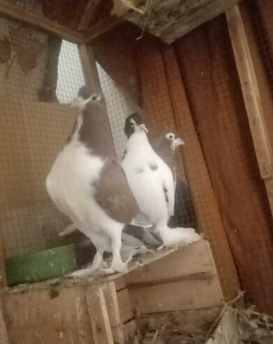 Fancy Pigeons