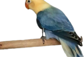 Albino, green, blue and parblue Opline love birds available