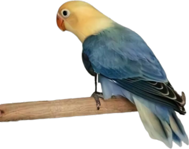 Albino, green, blue and parblue Opline love birds available