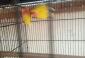 Lotion and colour love birds breeder pair for sale