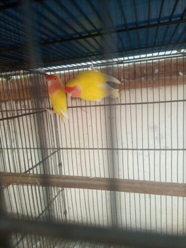 Lotion and colour love birds breeder pair for sale