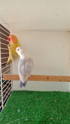 Violet pale fallow/opaline male,green pale fallow/blue female