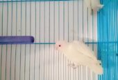 Albino red ayes pair for sale mashallah full active